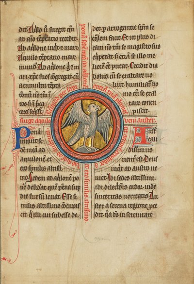 A Falcon within a Cross by Unbekannt Unbekannt
